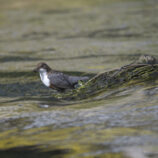 Wasseramsel