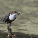 Wasseramsel