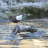 Wasseramsel