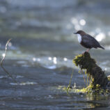 Wasseramsel