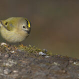 Wintergoldhähnchen