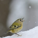 Wintergoldhähnchen