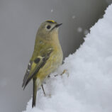 Wintergoldhähnchen