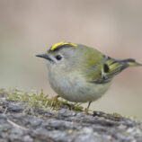 Wintergoldhähnchen