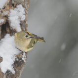Wintergoldhähnchen