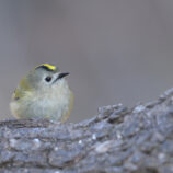 Wintergoldhähnchen