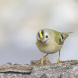 Wintergoldhähnchen
