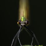 Blauflügelige Prachtlibelle
