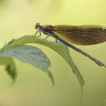 Blauflügelige Prachtlibelle