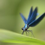 Blauflügelige Prachtlibelle