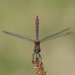 Blutrote Heidelibelle