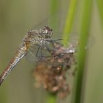 Blutrote Heidelibelle