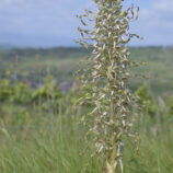 Bocks-Riemenzunge (Himantoglossum hircinum)
