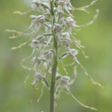 Bocks-Riemenzunge (Himantoglossum hircinum)