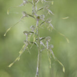 Bocks-Riemenzunge (Himantoglossum hircinum)