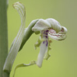 Bocks-Riemenzunge (Himantoglossum hircinum)