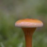 Falscher Pfifferling
