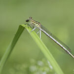 Blaue Federlibelle