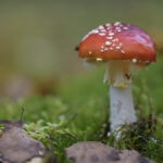 Fliegenpilz
