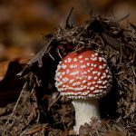 Fliegenpilz
