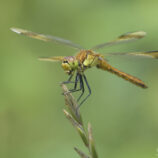 Gebänderte Heidelibelle