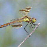 Gebänderte Heidelibelle