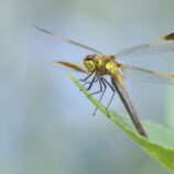 Gebänderte Heidelibelle