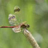 Gebänderte Heidelibelle
