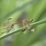 Gebänderte Heidelibellen