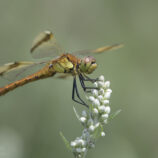 Gebänderte Heidelibelle