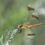 Gebänderte Heidelibelle