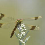 Gebänderte Heidelibelle