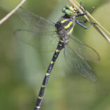 Gestreifte Quelljungfer