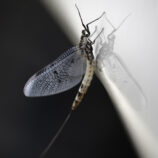 Große Eintagsfliege