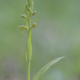 Grüne Hohlzunge (Coeloglossum viride)