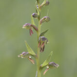 Grüne Hohlzunge (Coeloglossum viride)