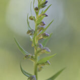 Grüne Hohlzunge (Coeloglossum viride)