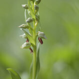 Grüne Hohlzunge (Coeloglossum viride)