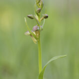 Grüne Hohlzunge (Coeloglossum viride)