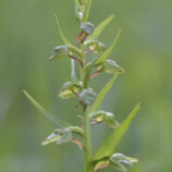 Grüne Hohlzunge (Coeloglossum viride)