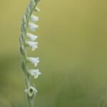 Herbst-Drehwurz (Spiranthes spiralis)