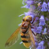 Hornissenschwebfliege