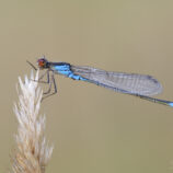 Kleines Granatauge (männlich)