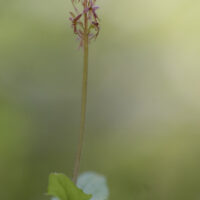 Kleines Zweiblatt (Listera cordata)