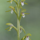 Korallenwurz (Corallorhiza trifida)