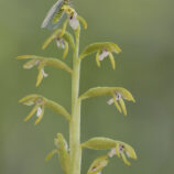 Korallenwurz (Corallorhiza trifida)