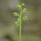 Korallenwurz (Corallorhiza trifida)
