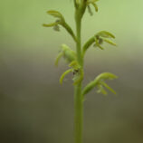 Korallenwurz (Corallorhiza trifida)