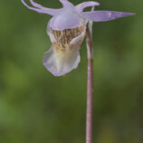 Norne (Calypso bulbosa)