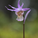 Norne (Calypso bulbosa)